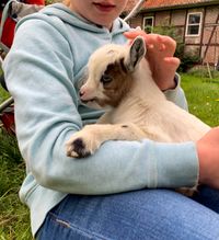 Kind mit Tierbaby Ziege auf dem Bauernhof